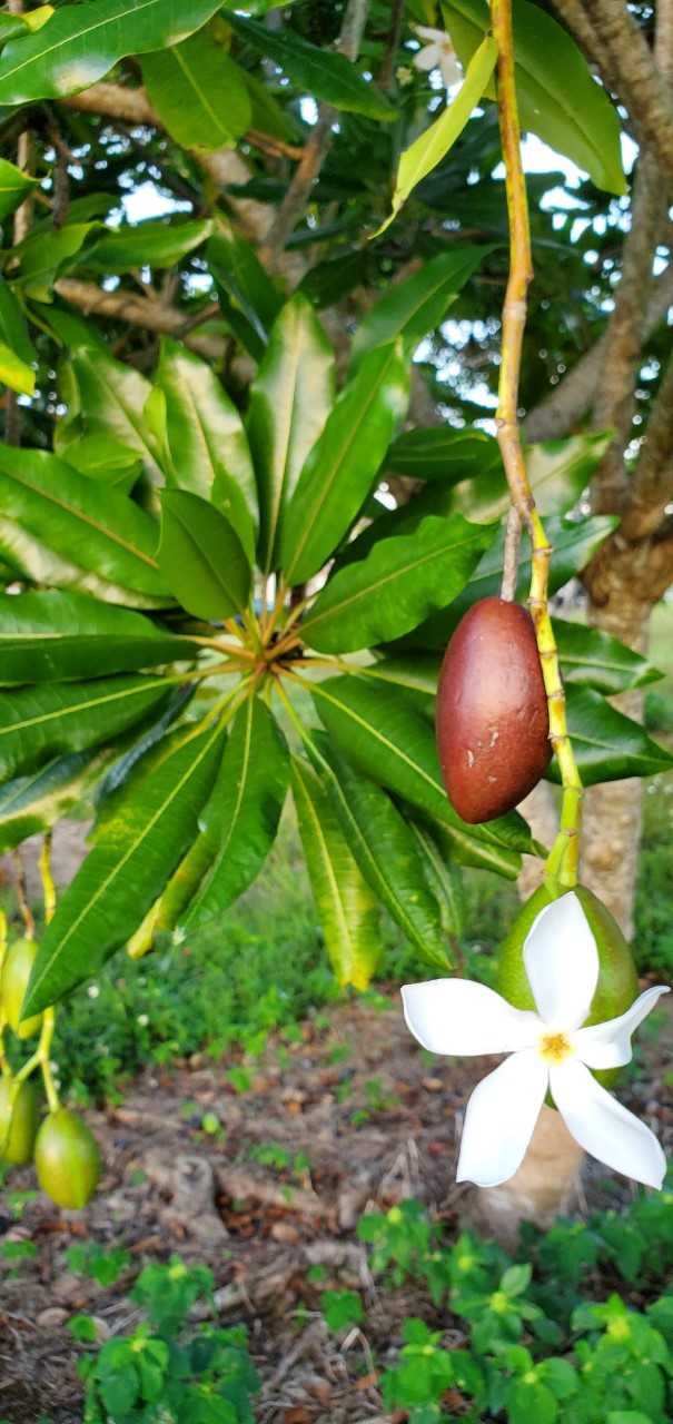 Cerbera flowers