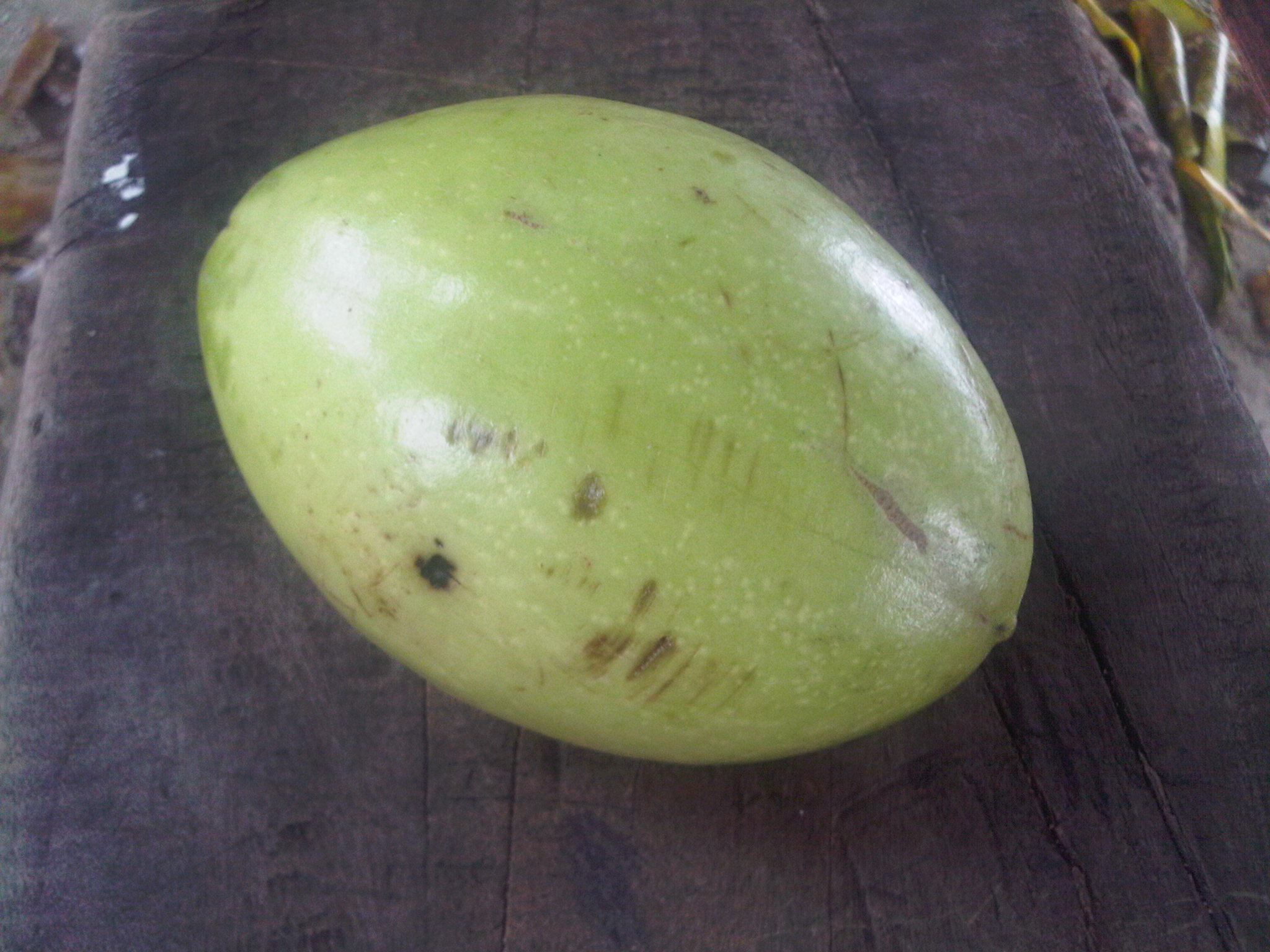 Cerbera fruit