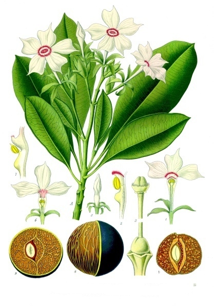 Cerbera fruit close-up