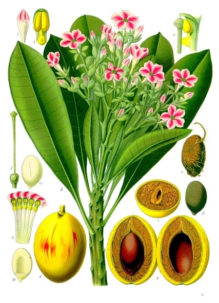 Cerbera drupes on branch