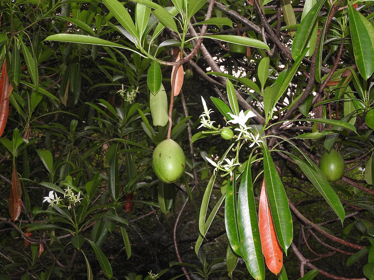Cerbera manghas