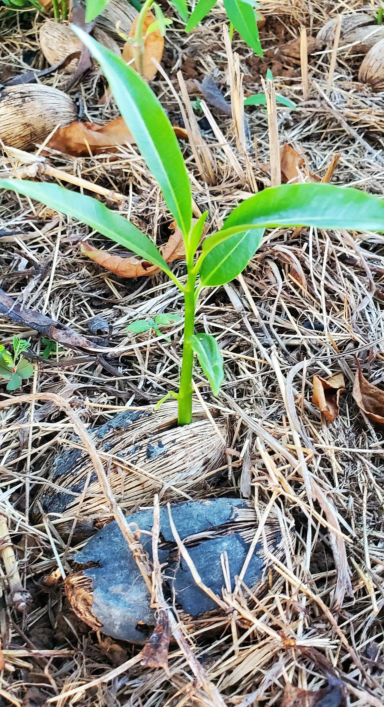 Cerbera seeds