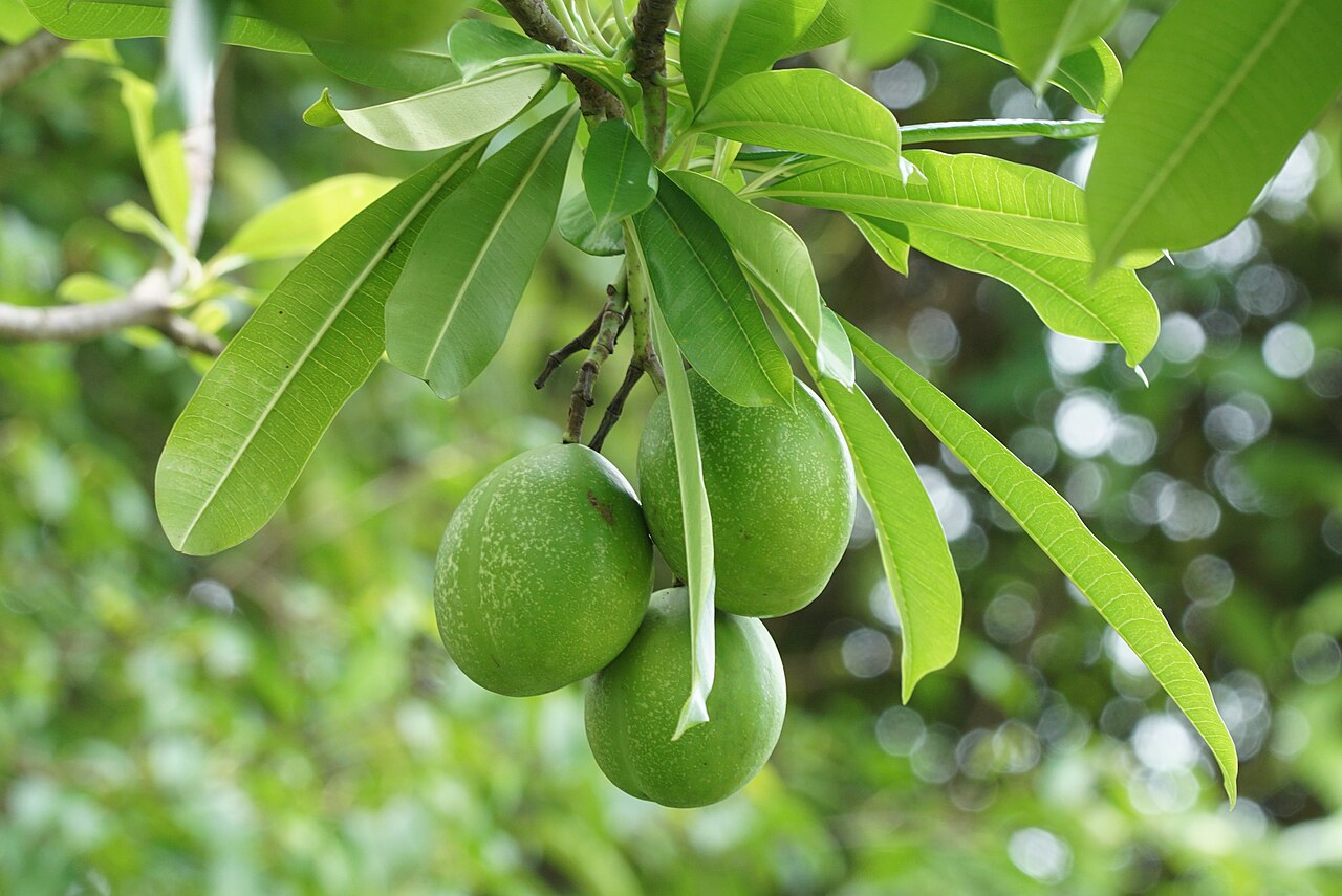 Cerbera odollam tree